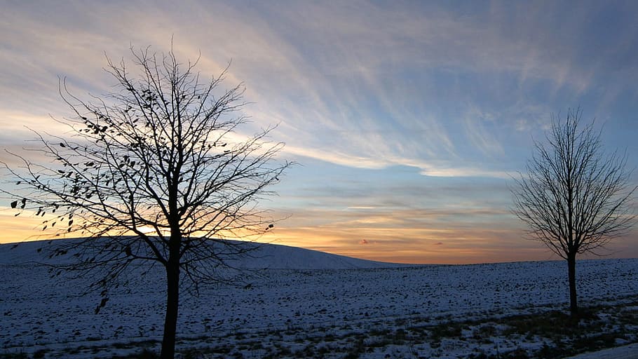 wind, cold, flying, sky, tree, scenics - nature, cloud - sky HD wallpaper