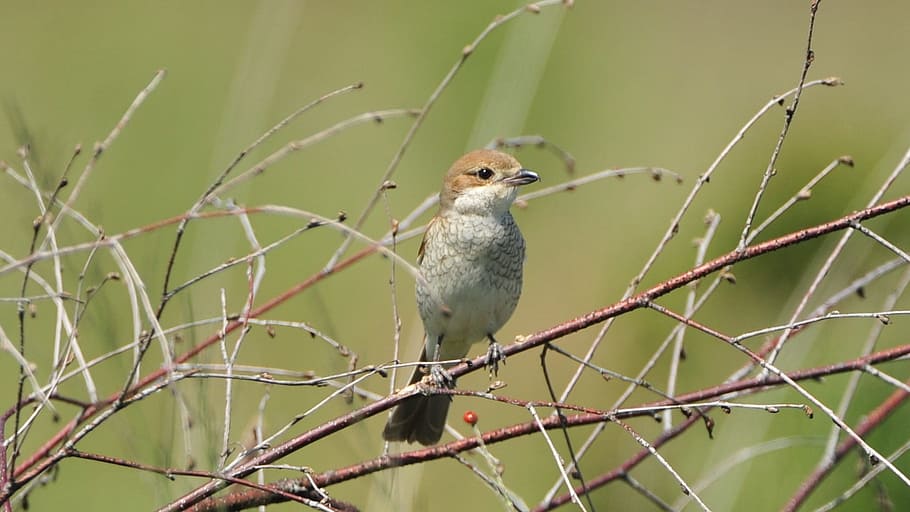 nine-killer, startbahn west, bird, animal themes, animal wildlife HD wallpaper