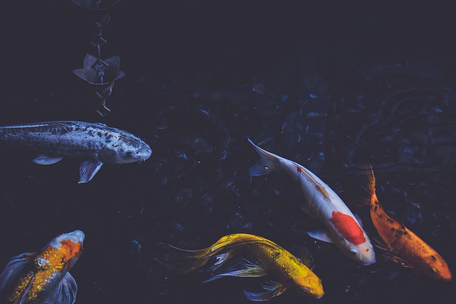 several fishes swimming on water, five assorted koi fishes, goldfish, HD wallpaper