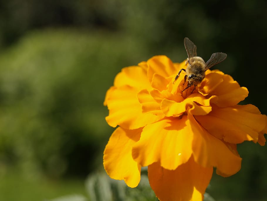 students, flowers, bee, nectar, pollen, insect, animals, plant HD wallpaper