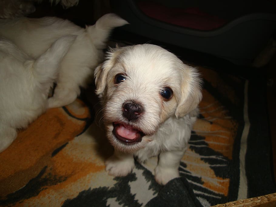 dog, small, eb, pets, canine, domestic, mammal, domestic animals HD wallpaper