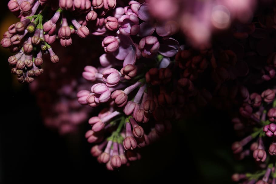 lilac, purple, flower, spring, purple flowers, nature, summer lilac HD wallpaper