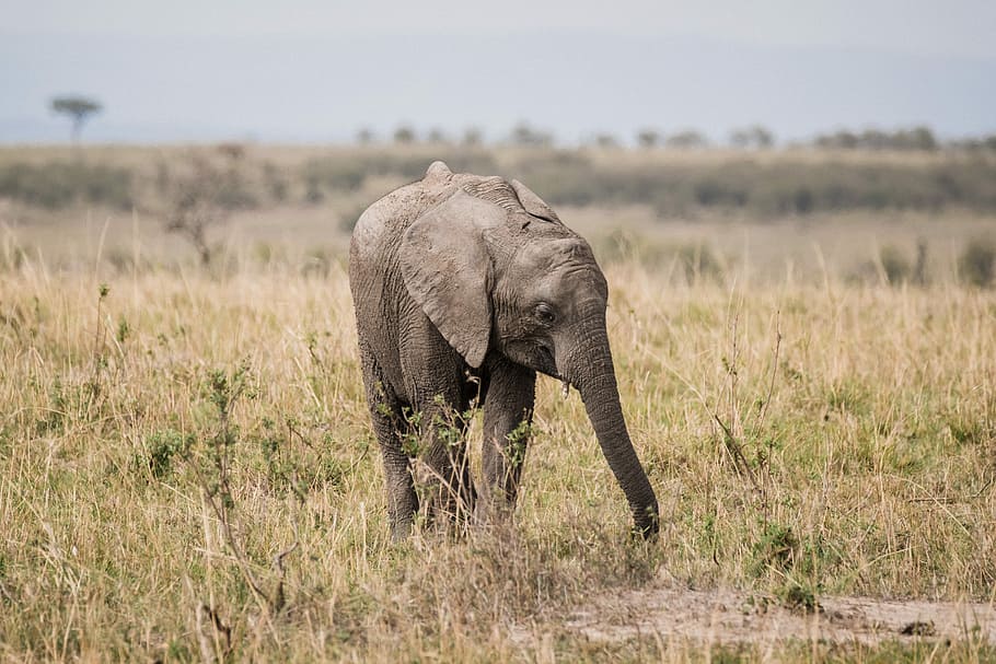 gray elephant walking on green grass field, elephant standing on grass field at daytime HD wallpaper
