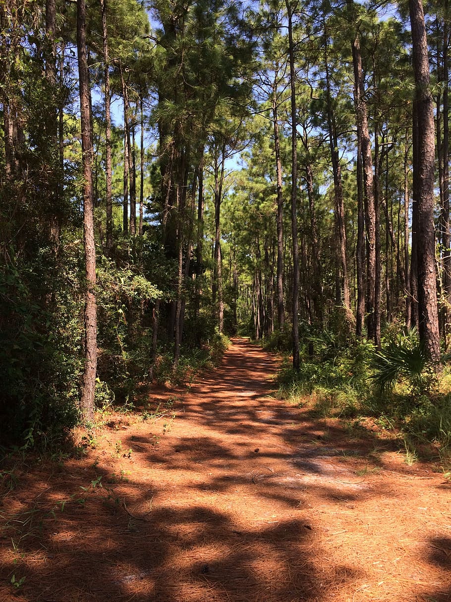 forest, path, nature, scenic, pathway, trail, outdoor, green HD wallpaper