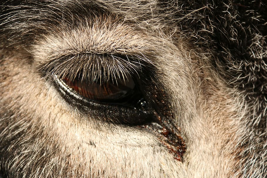 Donkey, Eye, Close-Up, one animal, animal body part, animal themes HD wallpaper