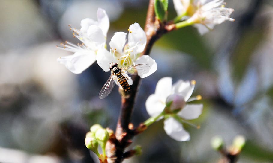 plum blossom, bee, flower, quentin chong, pollen, adopt honey, HD wallpaper