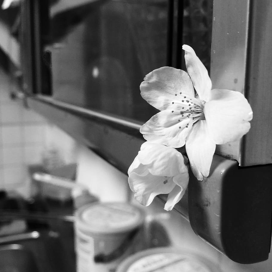 flower, kitchen, white flower, flowering plant, freshness, indoors HD wallpaper