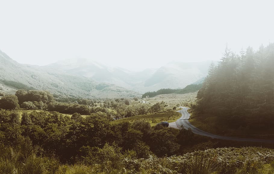 highway between forest, winding road near pine trees during daytime HD wallpaper
