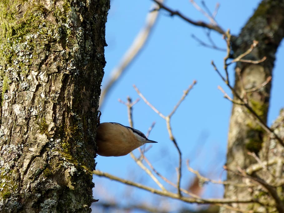 nuthatch, bird, tree, nature, luxembourg, trunk, animals in the wild HD wallpaper