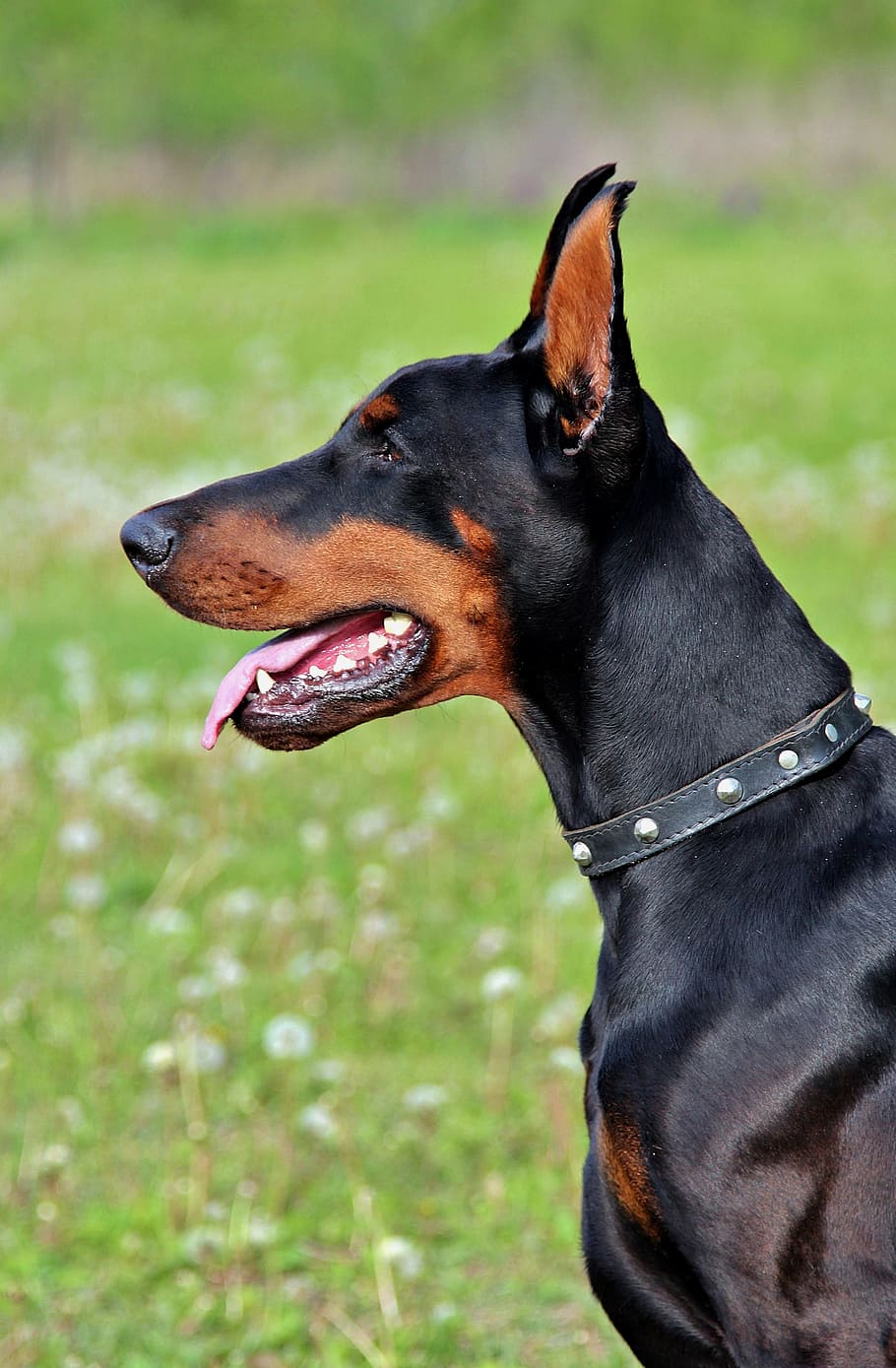 Doberman looking at its direction, dog, head, beauty, portrait, HD wallpaper