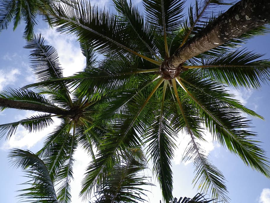 low angle photo of coconut trees, Palm Trees, Clouds, sky, nature HD wallpaper