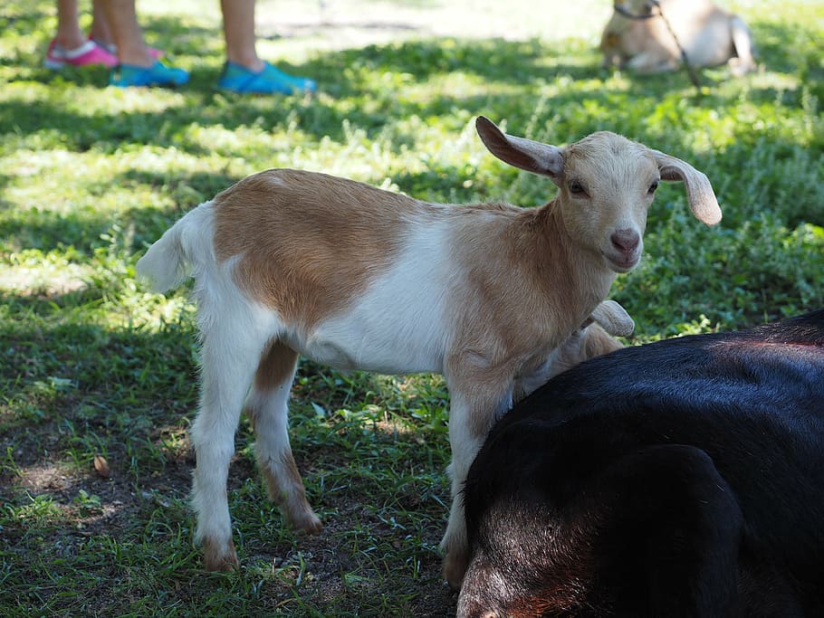 goat, mammals, cub, animal themes, domestic animals, pets, livestock HD wallpaper