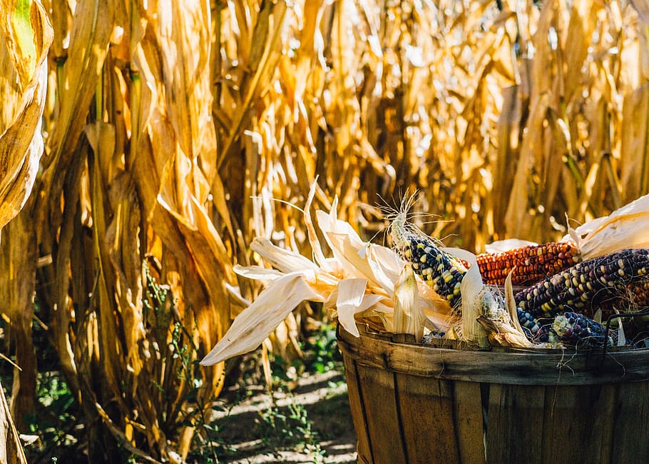 corn, maize, cob, field, harvest, bucket, pail, vegetable, colorful