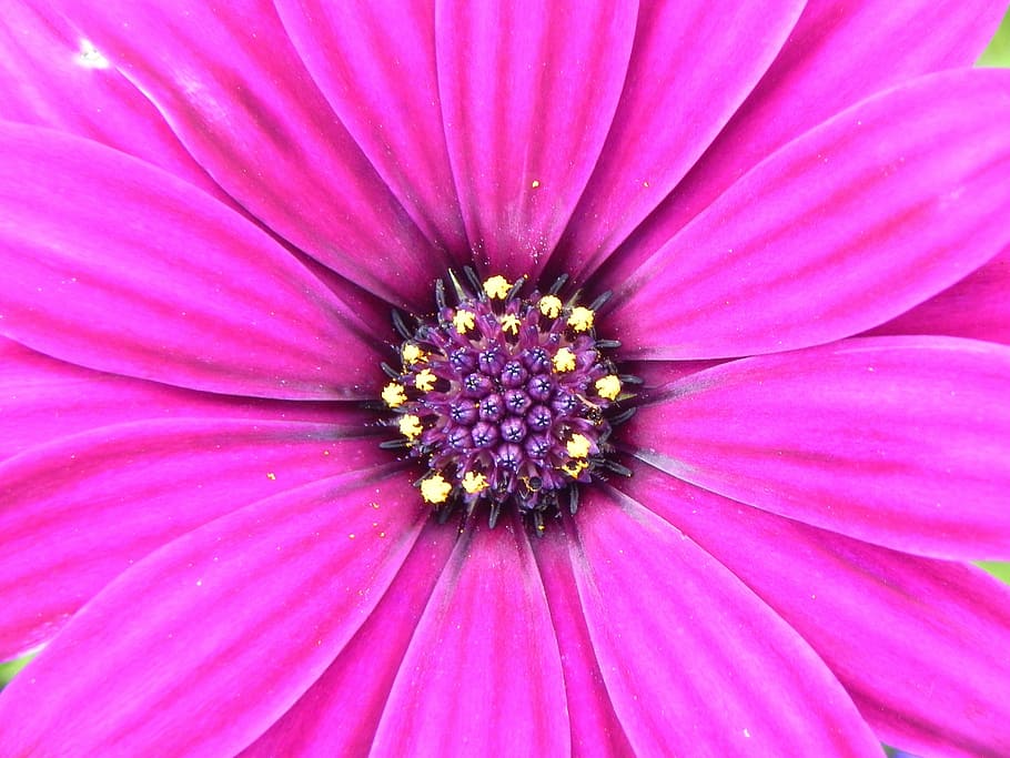 geranium, flower, pink, purple, blossom, bloom, spring, nature HD wallpaper