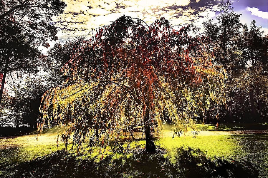 Tree, Sunlight, Shadows, glowing, effects, focus, subject, hdr HD wallpaper