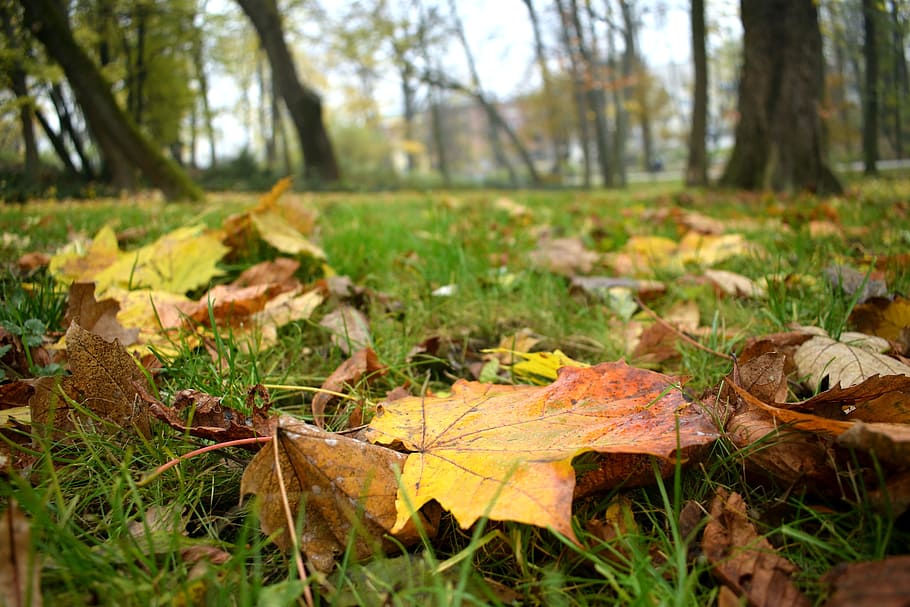 leaf, autumn, nature, red, yellow, colors, orange, autumn gold HD wallpaper