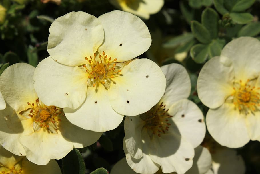 flowers, nature, plants, spring, floral, summer, natural, bloom HD wallpaper