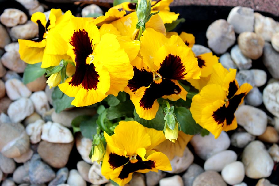 nature, plants, flower, spring, garden, yellow flower, flower garden HD wallpaper
