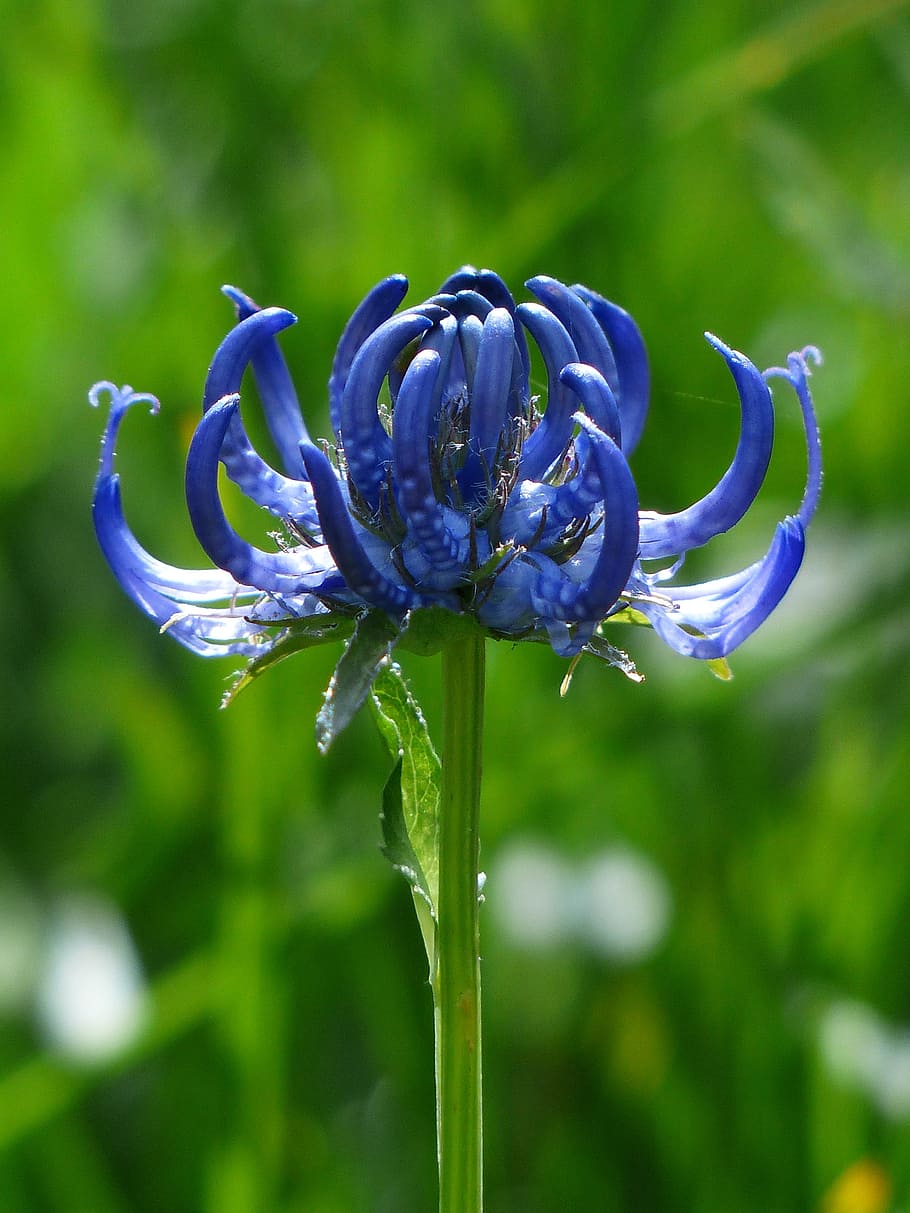 closeup photography of purple cornflower, spherical devil's claw HD wallpaper