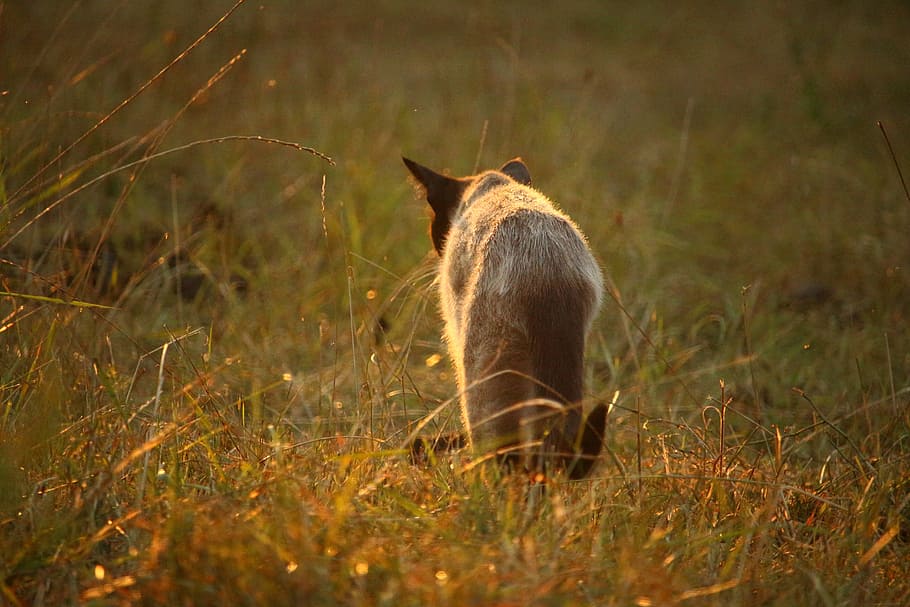 Siamese Cat, mieze, breed cat, grass, sun, evening light, one animal HD wallpaper