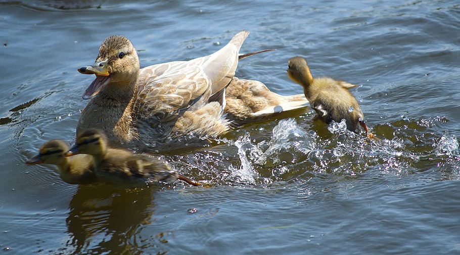 duck with ducklings on body of water, mallard, boy, chicken HD wallpaper
