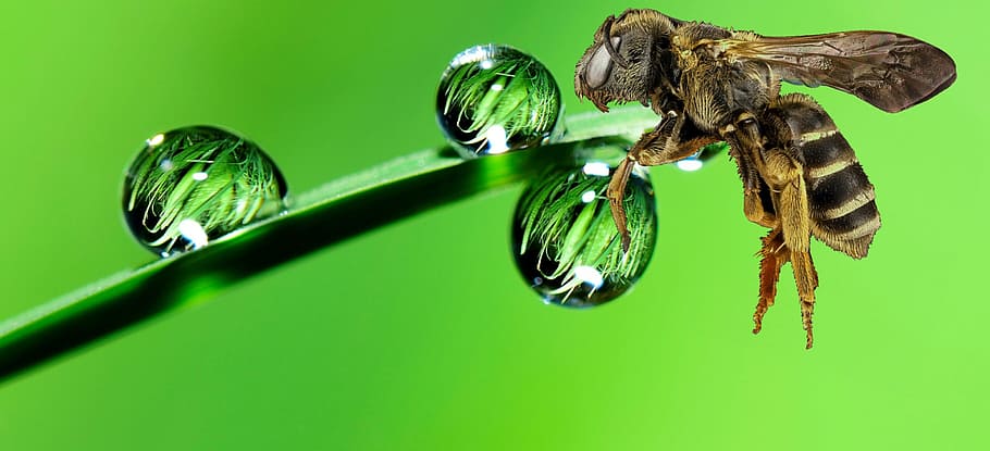 brown bee near water dew, nature, insect, desktop, little, garden HD wallpaper