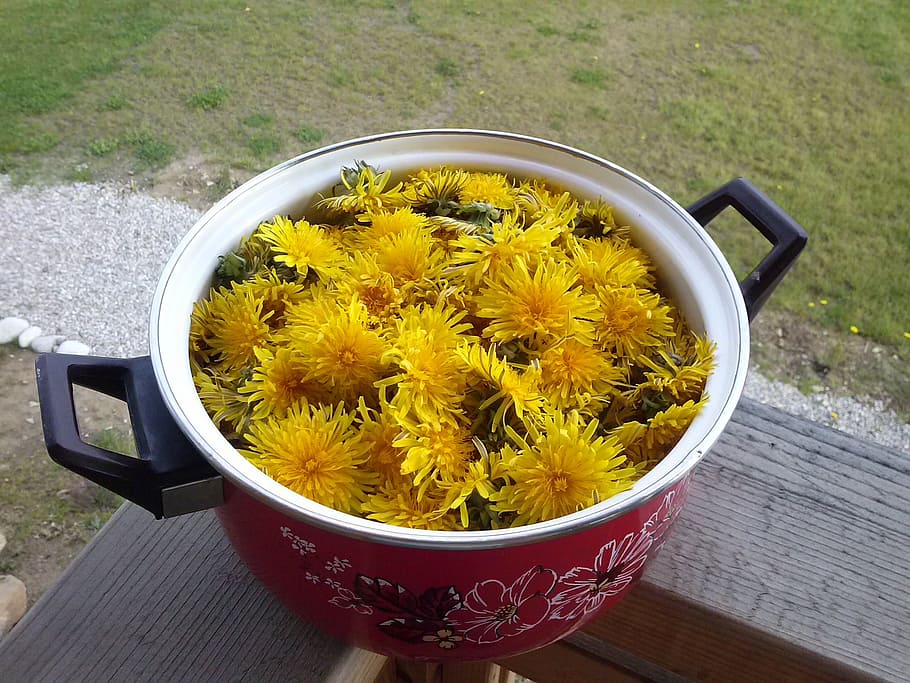 dandelions, pot, yellow, plant, freshness, food and drink, flowering plant HD wallpaper
