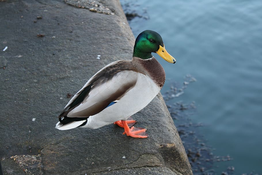 mallard, duck, waterfowl, bird, animal, nature, wildlife, mallard Duck, HD wallpaper