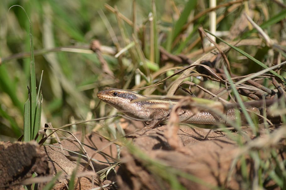 lizard, nature, reptile, animal themes, animal wildlife, one animal HD wallpaper