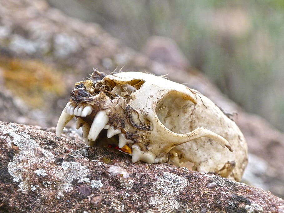 skull, animal, forest, predator, animal wildlife, animal themes HD wallpaper
