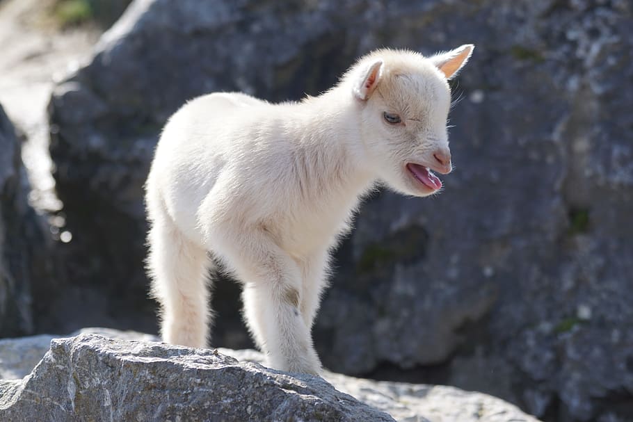 white goat kid, dwarf goat, west africa, cute, pet, one animal