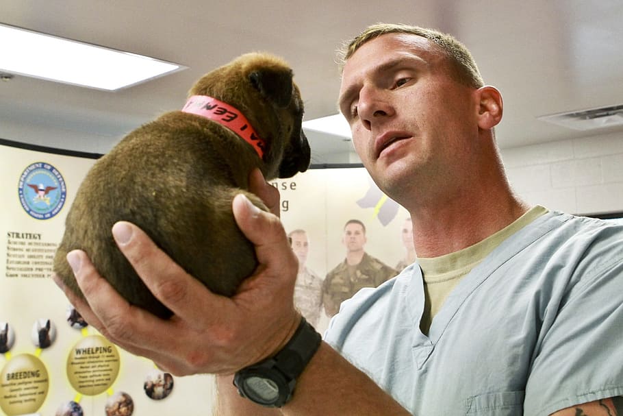 man carrying puppy on his left arm, vet, veterinarian, dog, doctor, HD wallpaper