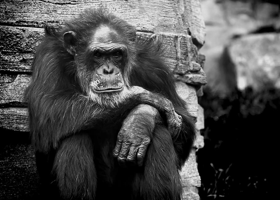 grayscale chimpanzee beside rock, monkey, chimpanse, black white HD wallpaper