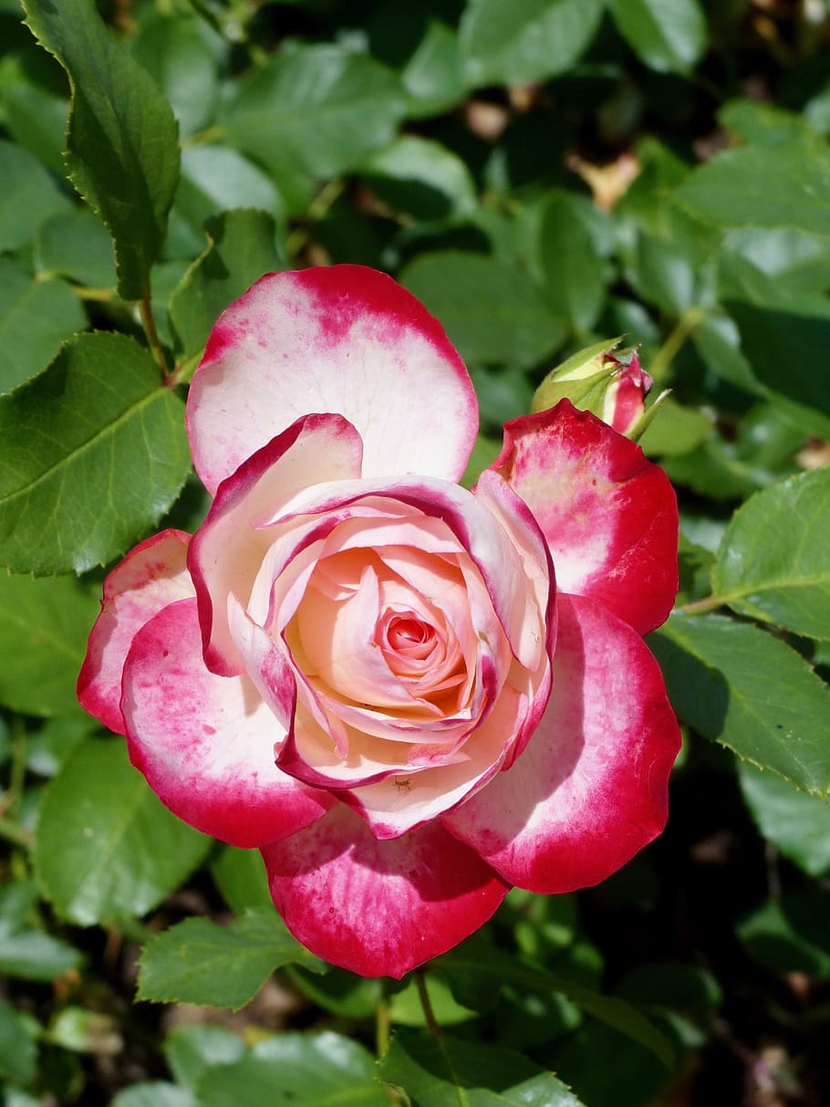 Flower, Nature, rose, rose - Flower, plant, petal, leaf, red HD wallpaper