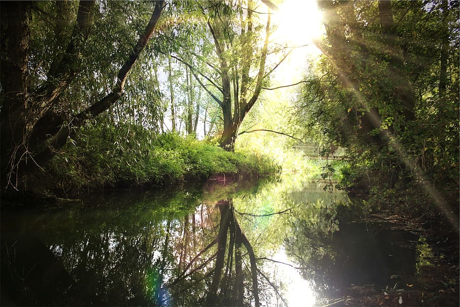 river, water, reflection, trees, nature, sun rays, plant, forest HD wallpaper