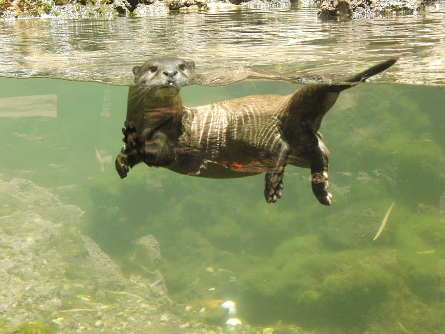 otter, cute, animal themes, water, one animal, underwater, mammal HD wallpaper