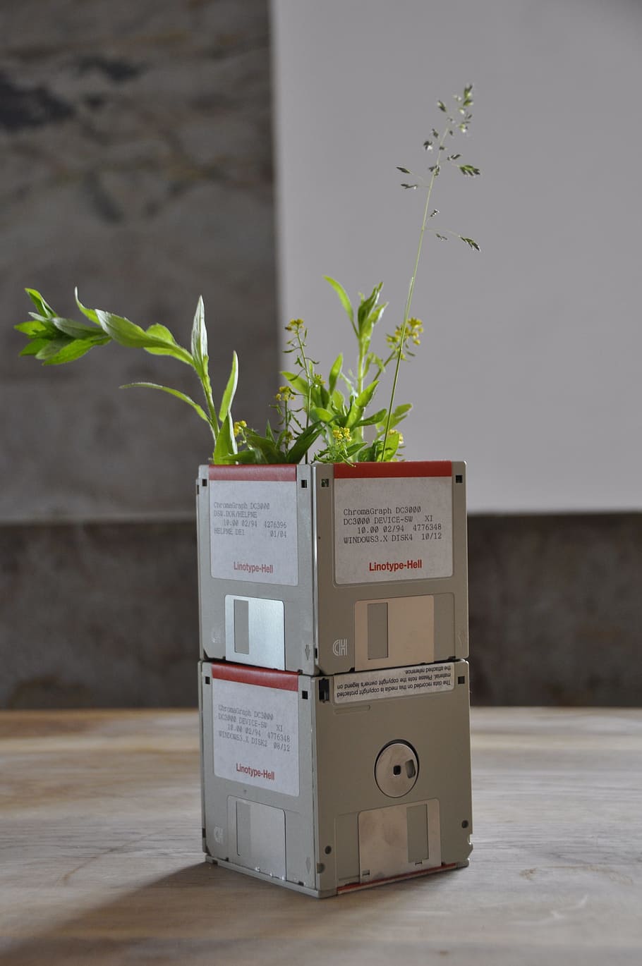 diy, diskettten, upcycle, tinker, growth, plant, no people HD wallpaper