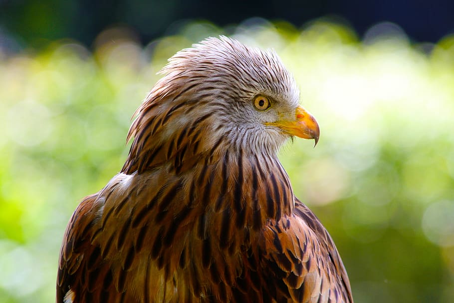red kite, hawk, wildlife, predator, bird, nature, beak, feathers HD wallpaper