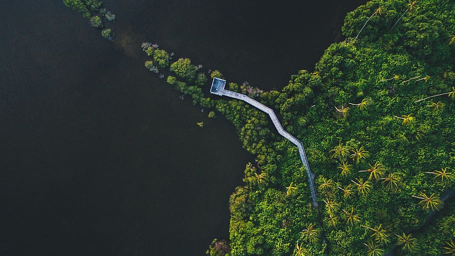 birds eye view of forest and river, aerial photography of island covered with trees HD wallpaper