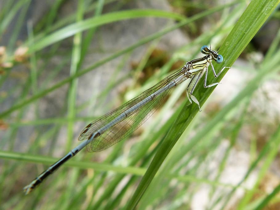 Dragonfly, Leaf, Damselfly, Wetland, platycnemis latipes, one animal HD wallpaper