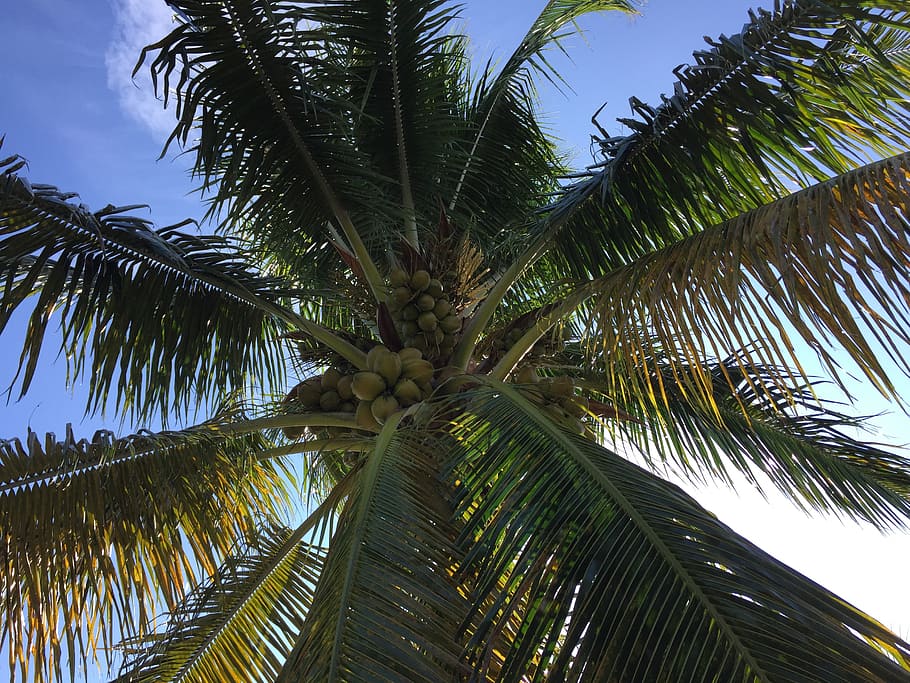palm, tree, fronds, sun, sky, coconuts, paradise, nature, summer, HD wallpaper