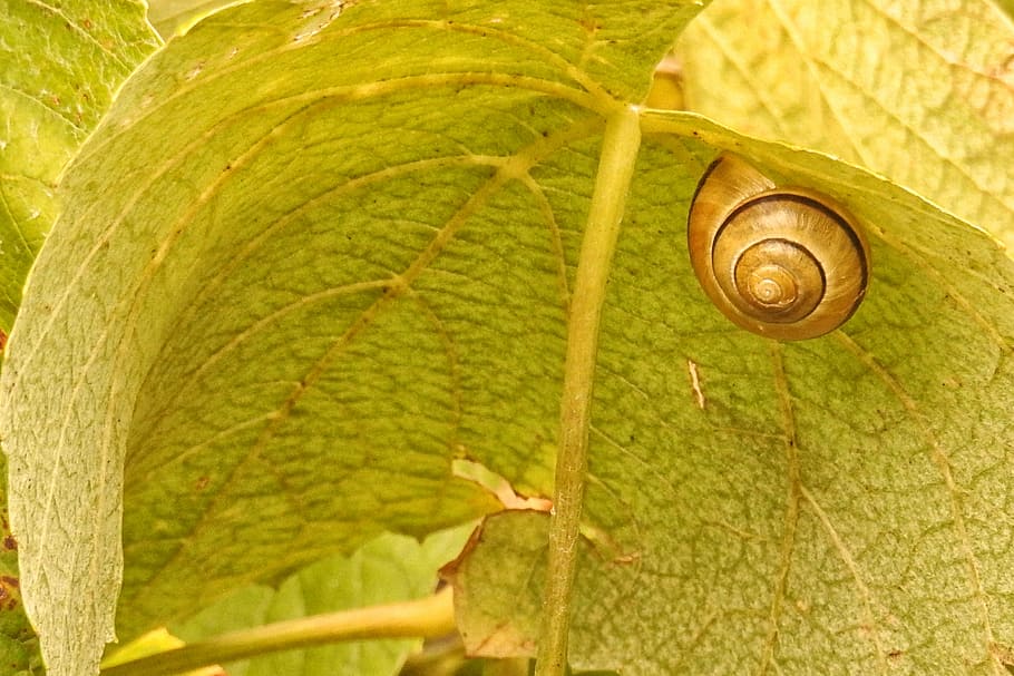 wine leaf, shell, invertebrate, plant part, animal wildlife HD wallpaper