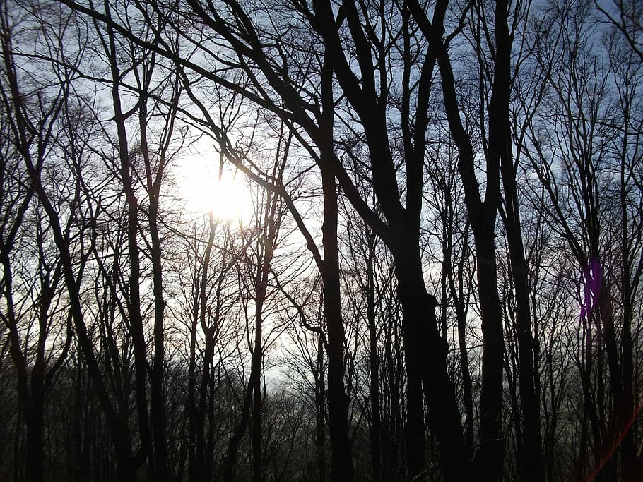 Forest, Light, Mood, morgenstimmung, light beam, flooded, nature HD wallpaper