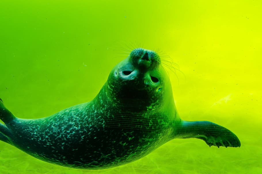 crawl, seal, north sea, white robbe, seal baby, swim, water, HD wallpaper
