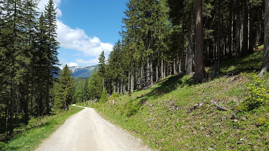 forest, away, nature, forest path, promenade, trees, hiking HD wallpaper