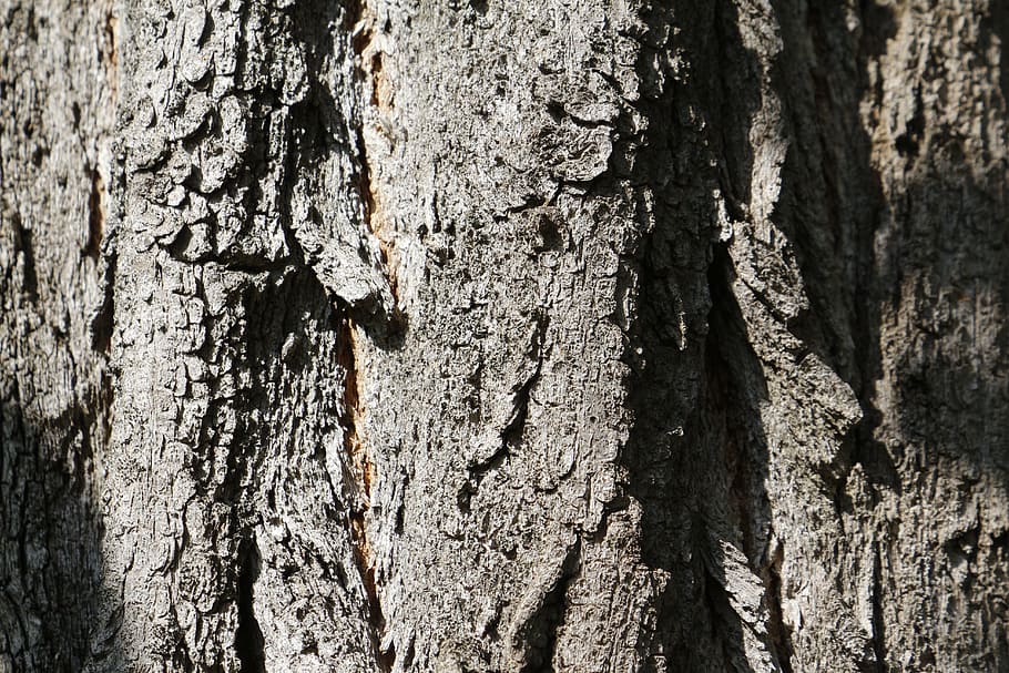 Tree Bark, Texture, Nature, Wood, plant, forest, tree Trunk HD wallpaper