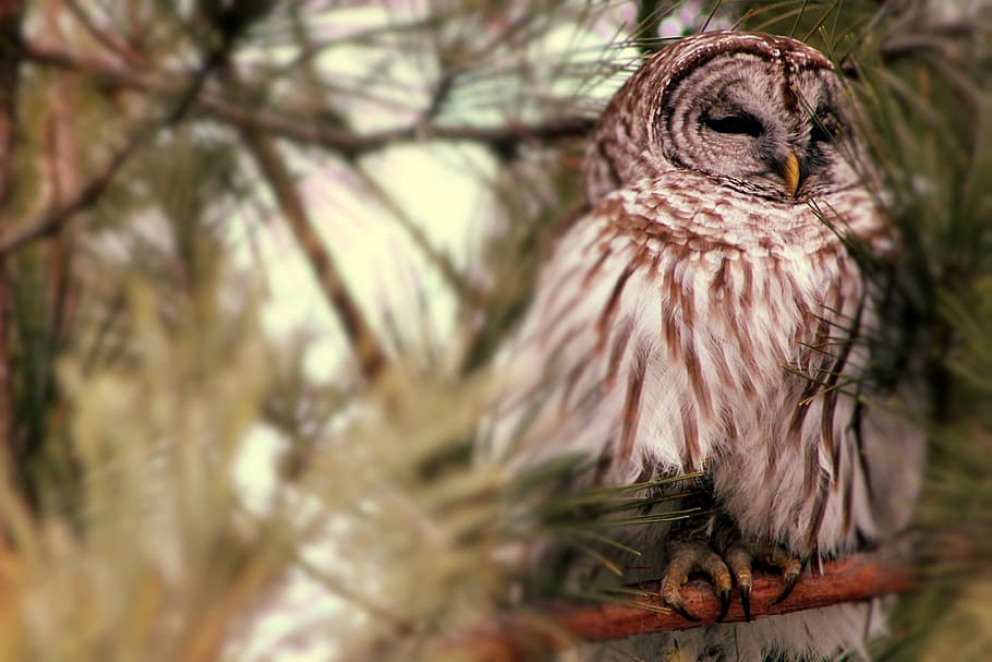 owl, tree, bird, nature, wildlife, feather, animal, bird of Prey HD wallpaper
