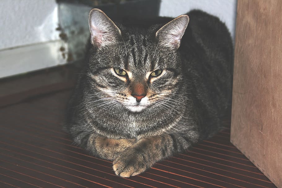 cat, mieze, animals, pet, cat's eyes, mackerel, adidas, pets HD wallpaper