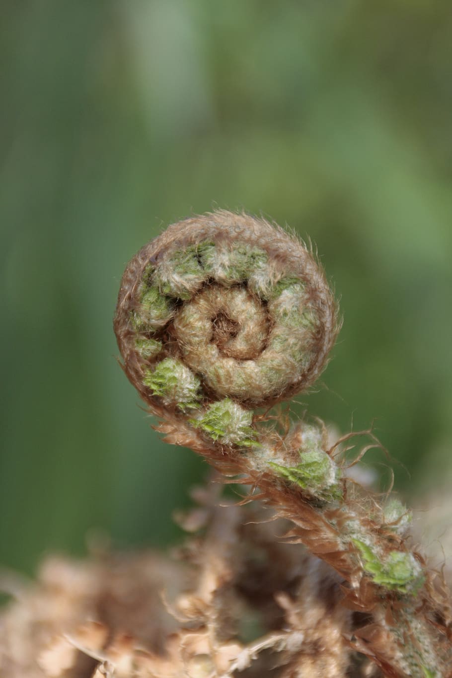 polystichum setiferum, boating, spring, nature, close-up, plant HD wallpaper