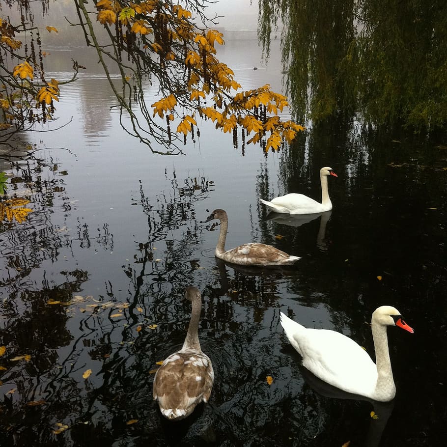 Swans, Autumn, park, reflection, animals in the wild, bird HD wallpaper